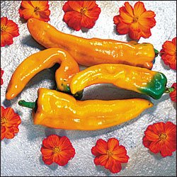 Golden Treasure Sweet Pepper Seeds - The Pepper Pantry (Formerly Marie Sharp's)